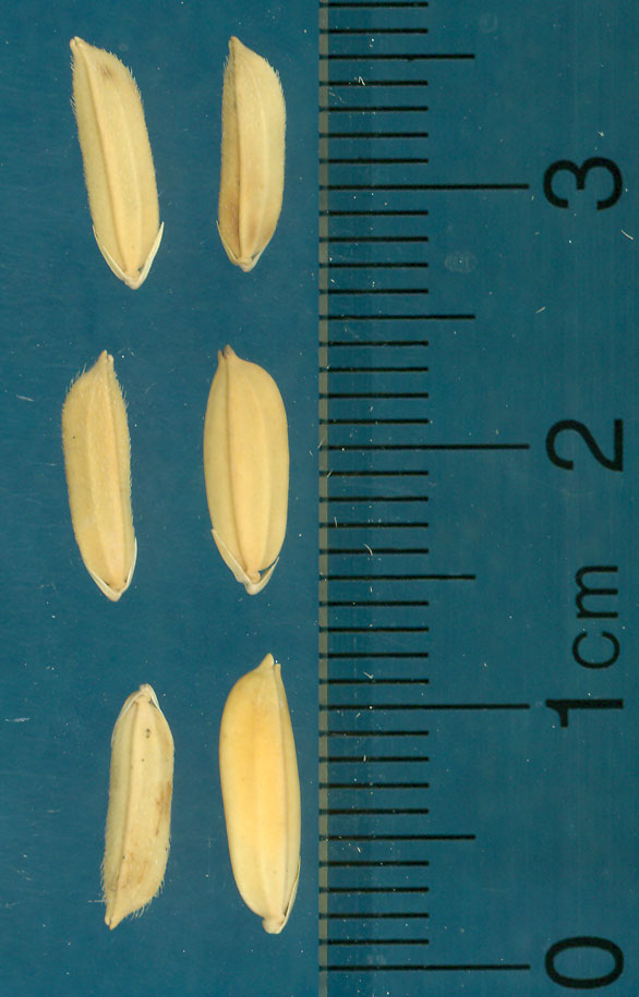 Click for 3 image(s) for this accession. KERNELS
