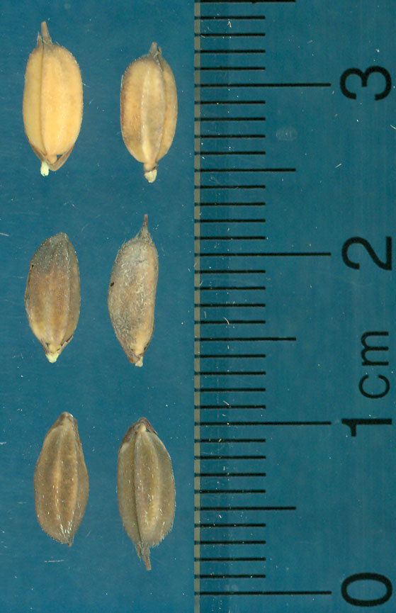 Click for 3 image(s) for this accession. KERNELS