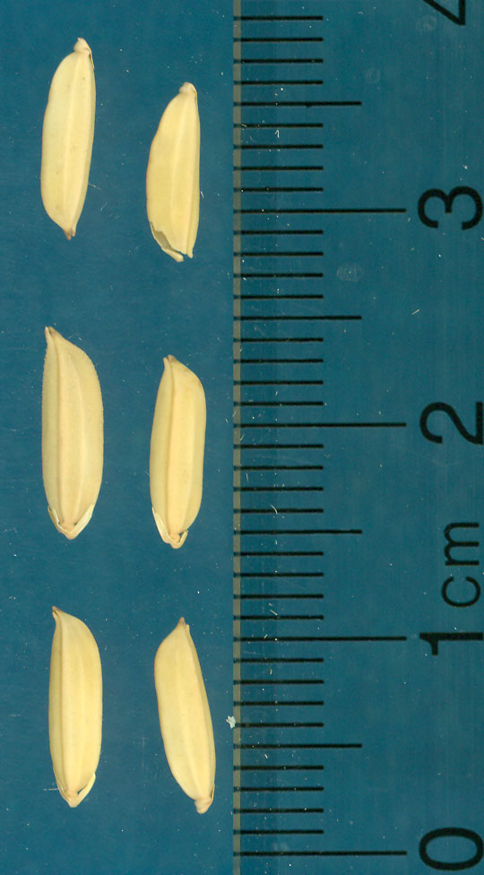 Click for 3 image(s) for this accession. KERNELS