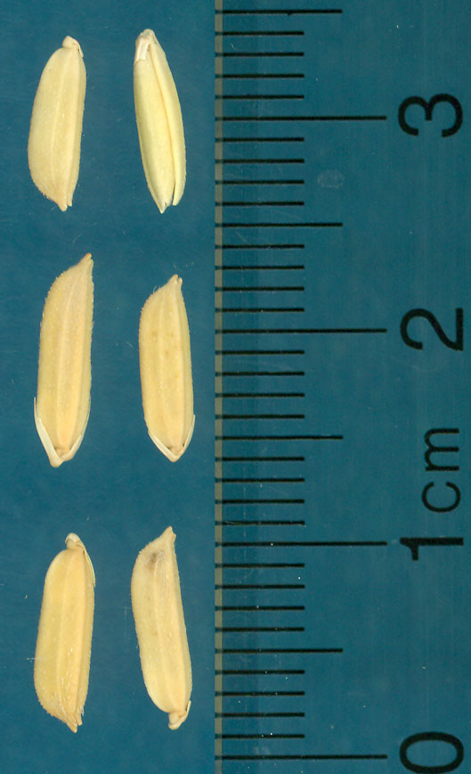 Click for 4 image(s) for this accession. KERNELS