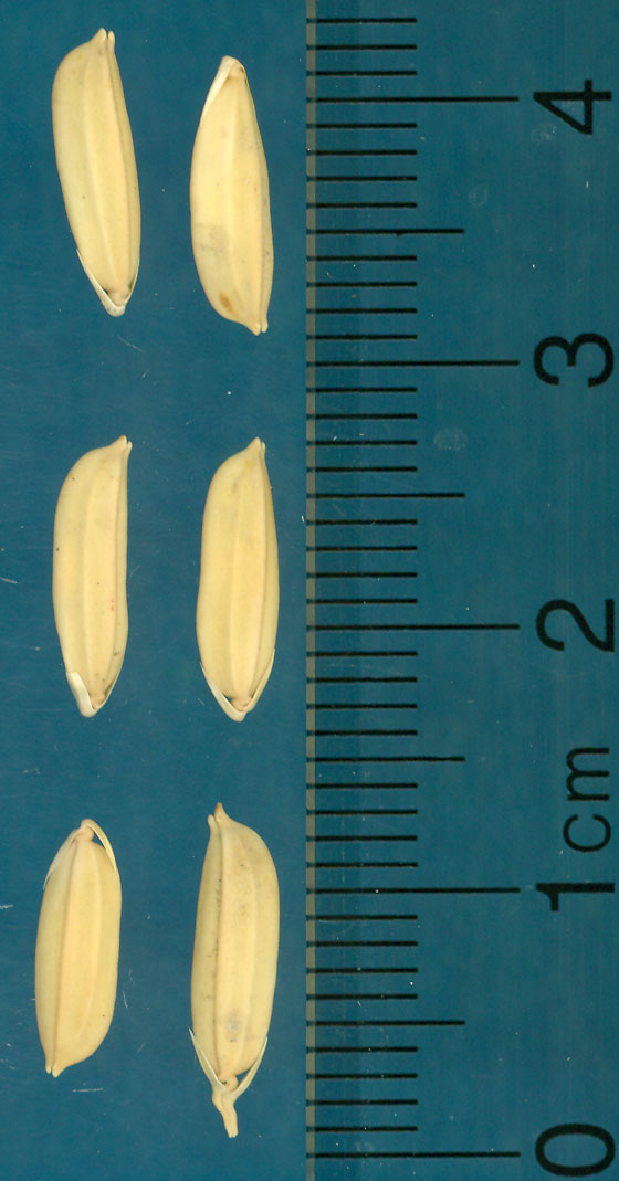 Click for 3 image(s) for this accession. KERNELS