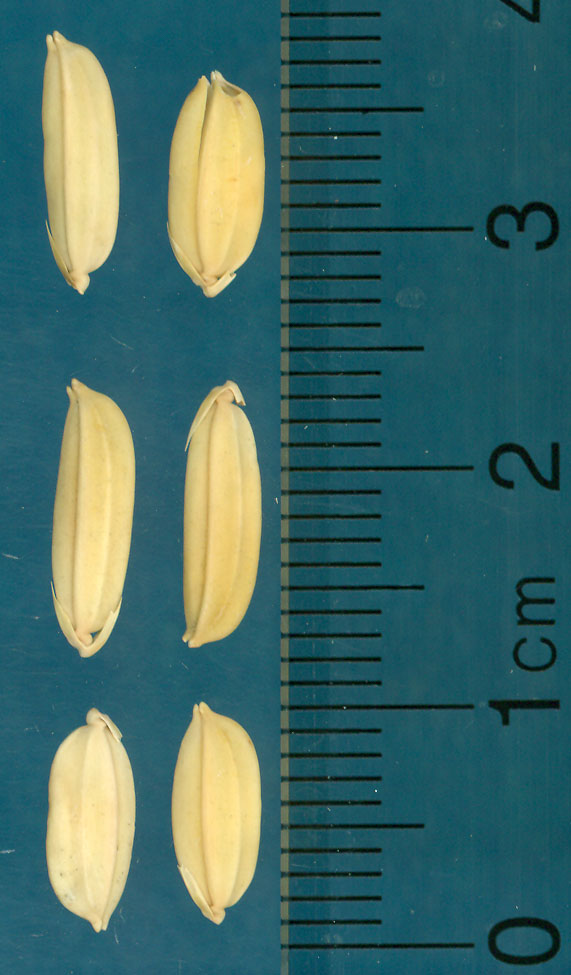Click for 3 image(s) for this accession. KERNELS