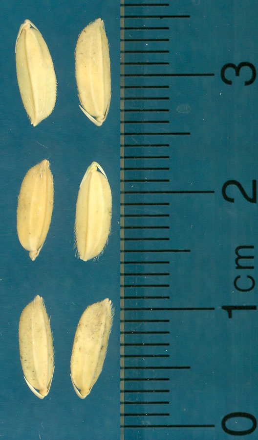 Click for 3 image(s) for this accession. KERNELS