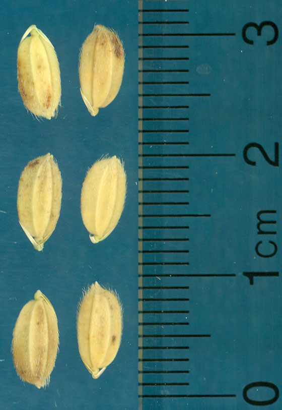 Click for 3 image(s) for this accession. KERNELS