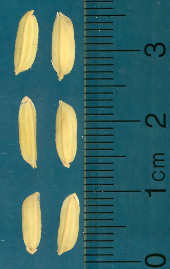 Click for 3 image(s) for this accession. KERNELS