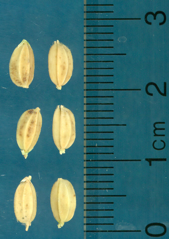 Click for 3 image(s) for this accession. KERNELS