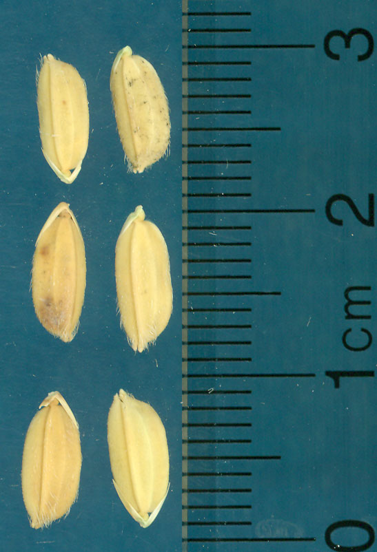 Click for 2 image(s) for this accession. KERNELS
