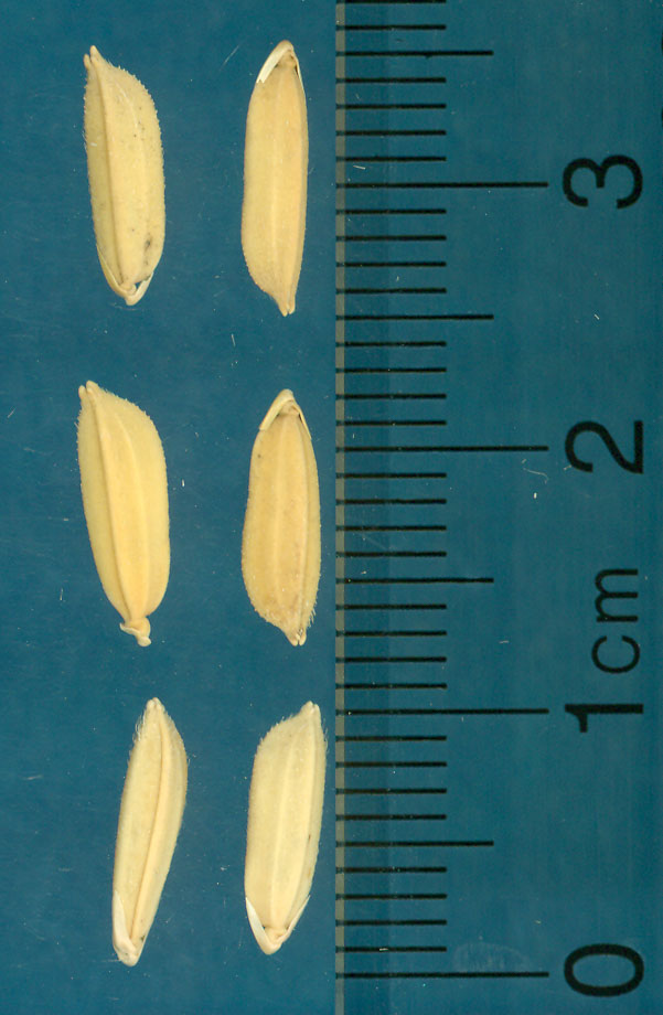 Click for 3 image(s) for this accession. KERNELS