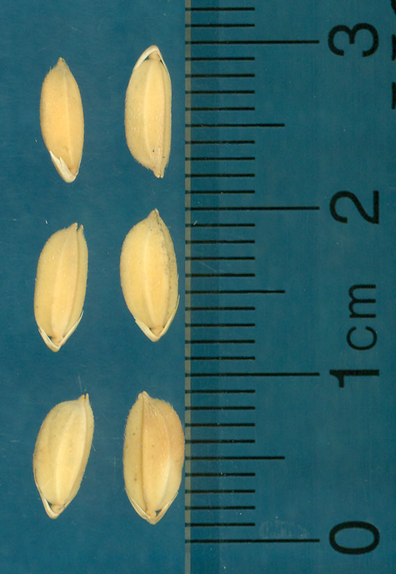 KERNELS