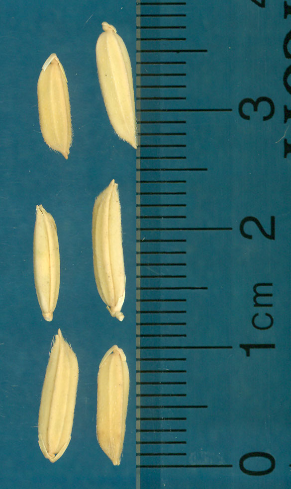 KERNELS
