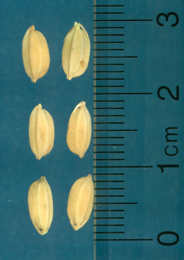 KERNELS