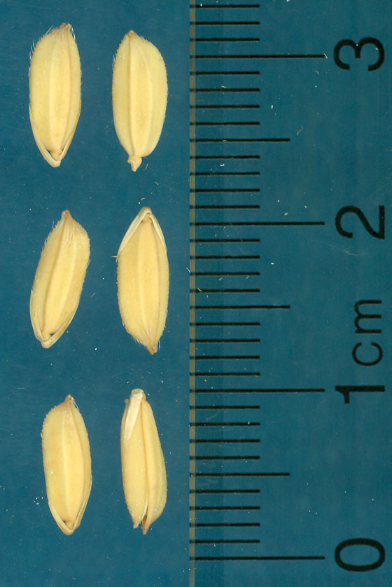 KERNELS