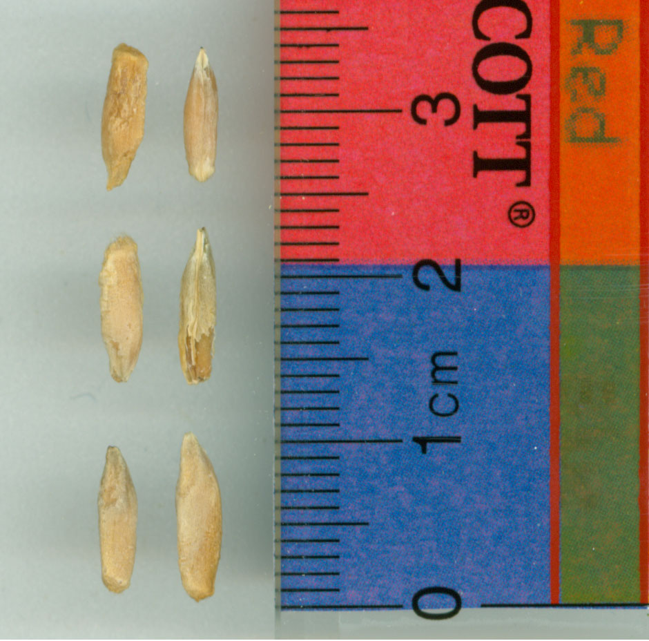 KERNELS