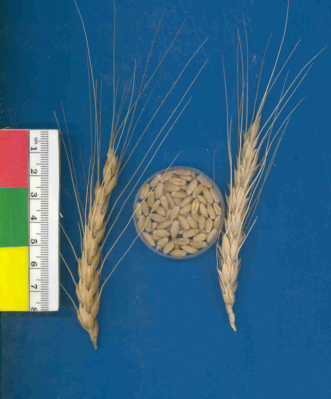 Click for 2 image(s) for this accession. KERNELS