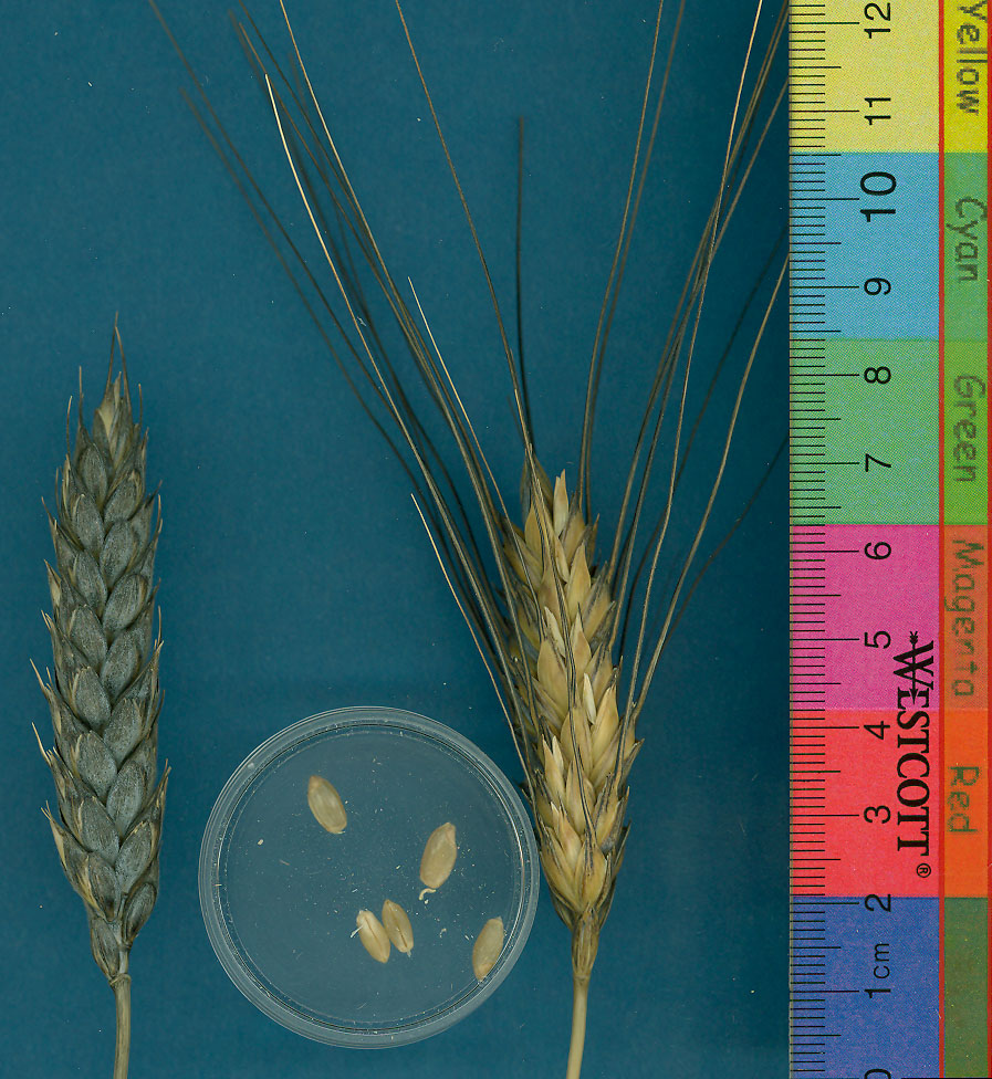 KERNELS