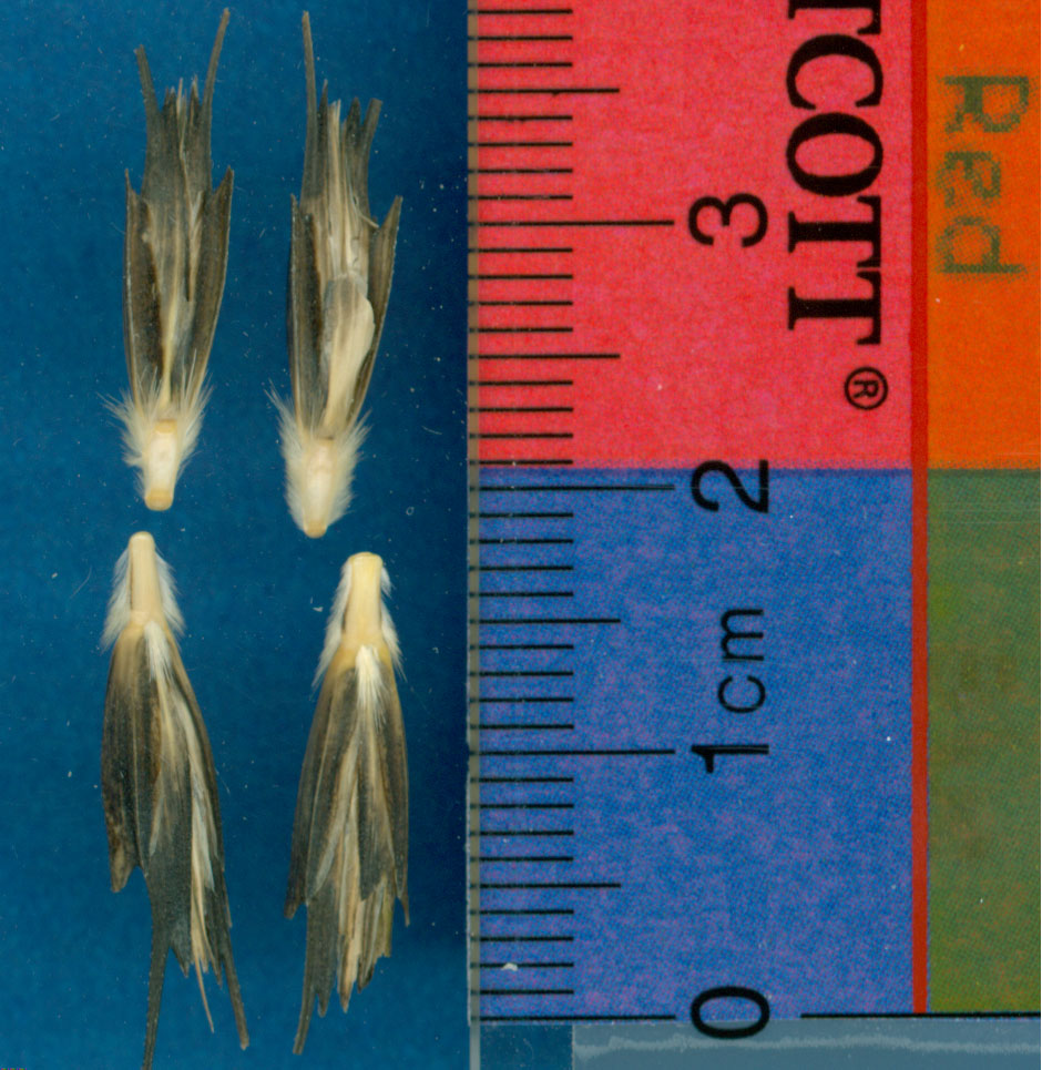 Click for 1 image(s) for this accession. KERNELS