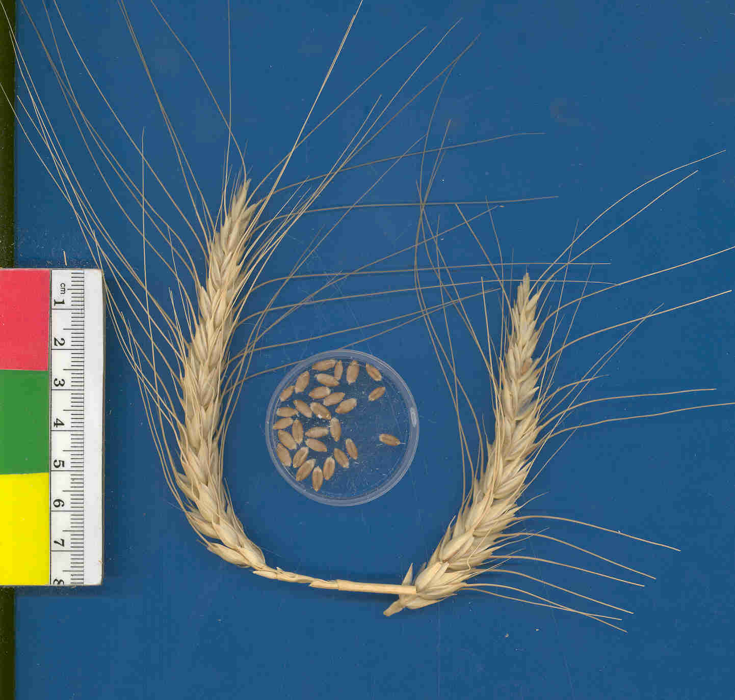 Click for 2 image(s) for this accession. KERNELS