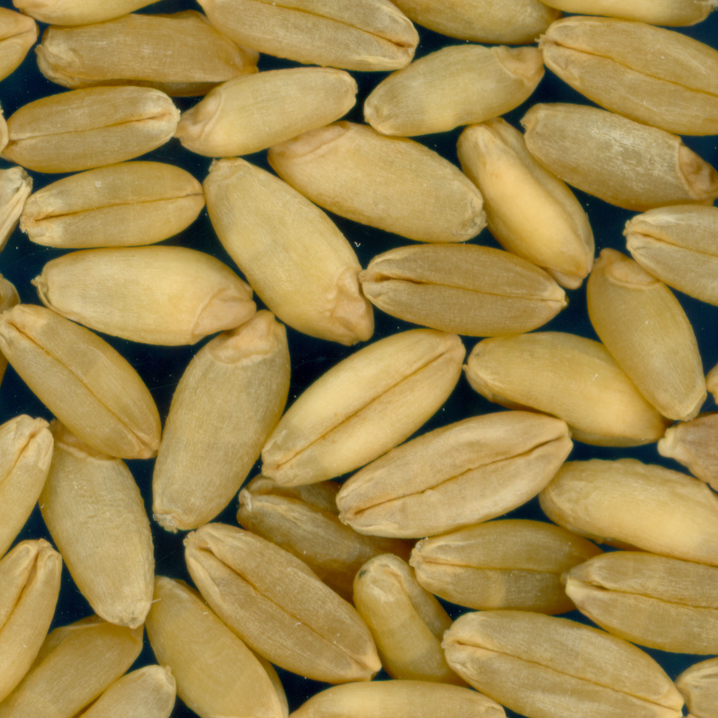 Click for 3 image(s) for this accession. KERNELS