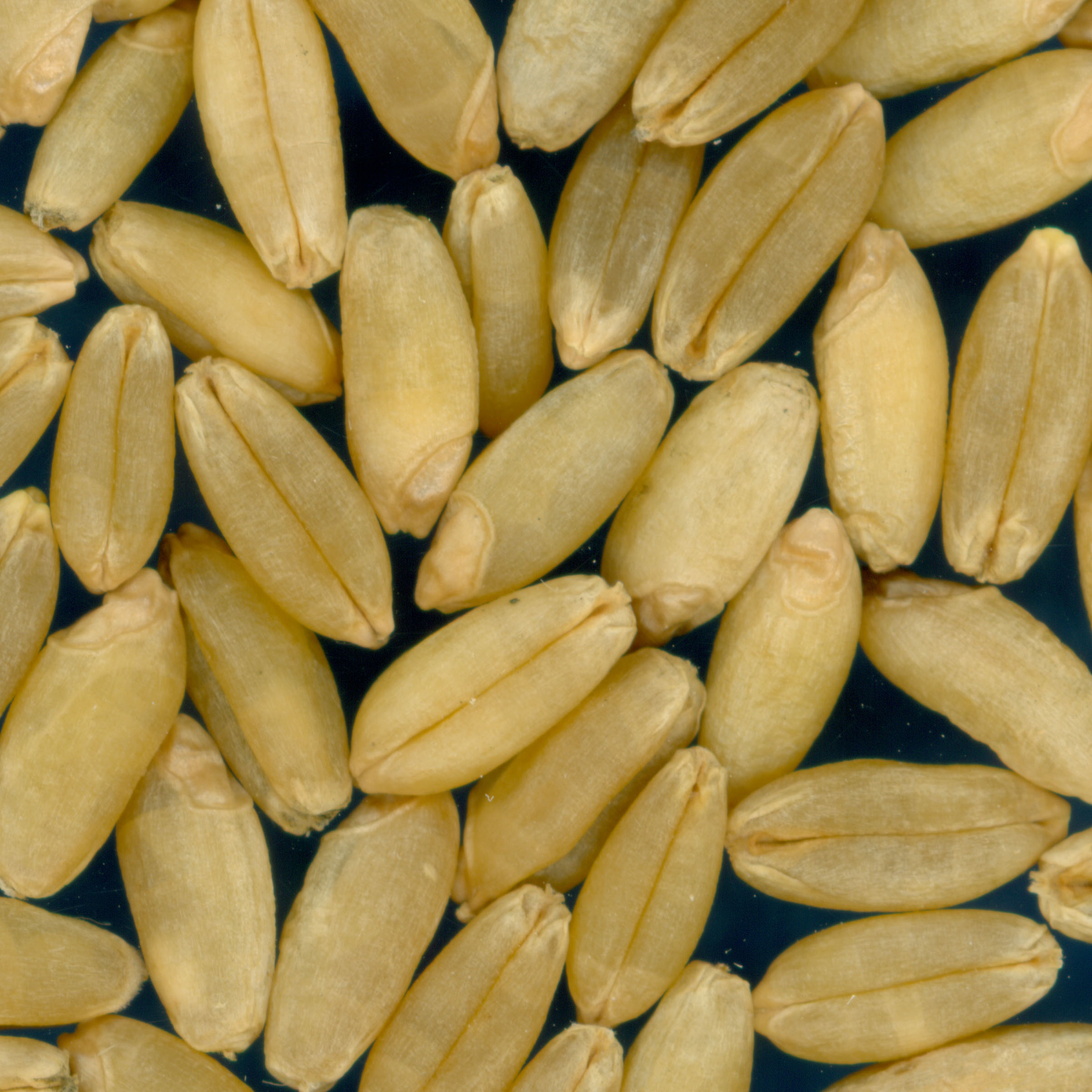 Click for 2 image(s) for this accession. KERNELS