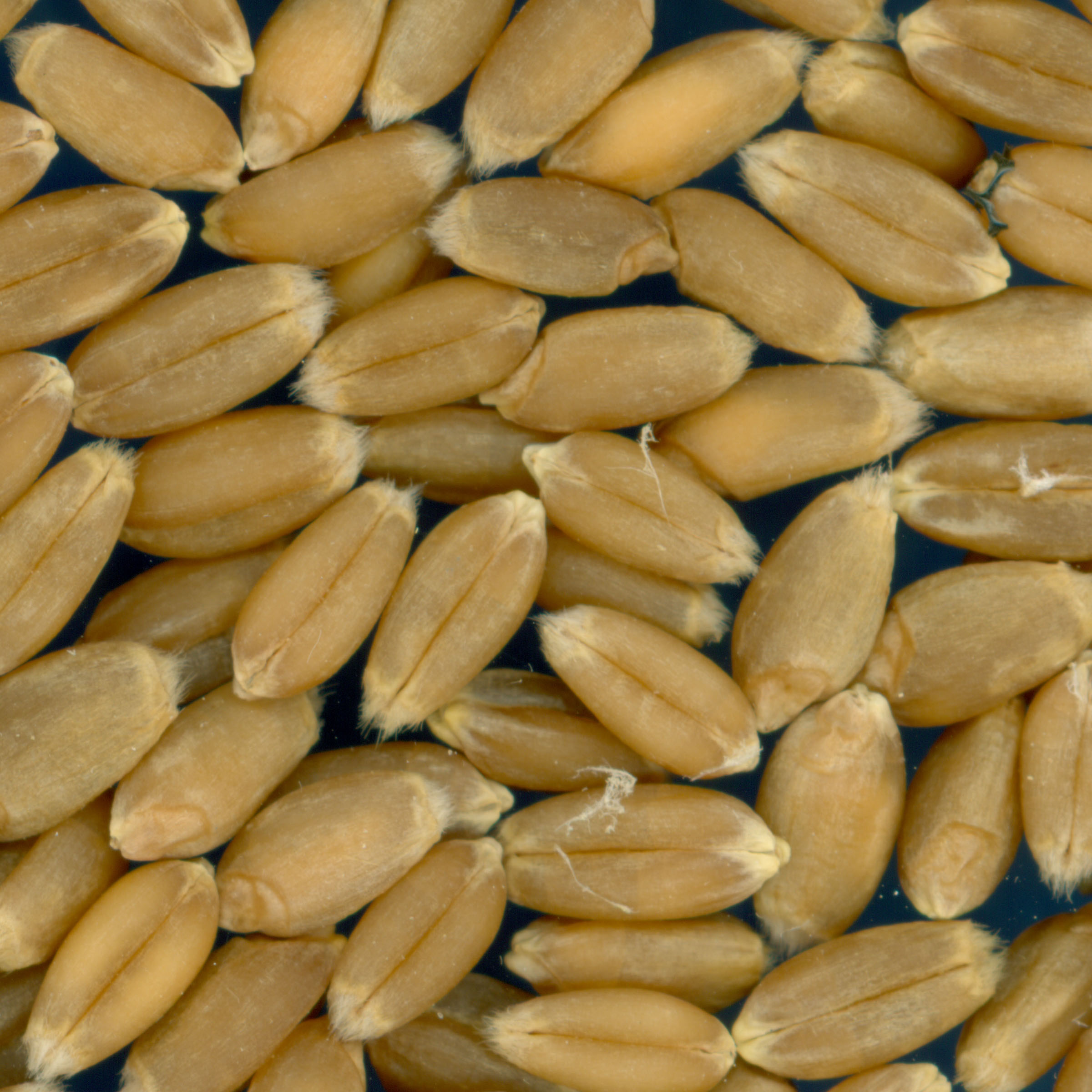 KERNELS