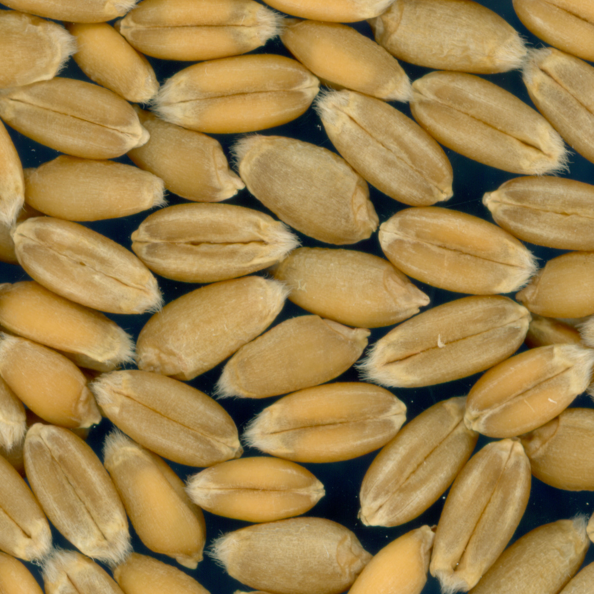 Click for 2 image(s) for this accession. KERNELS