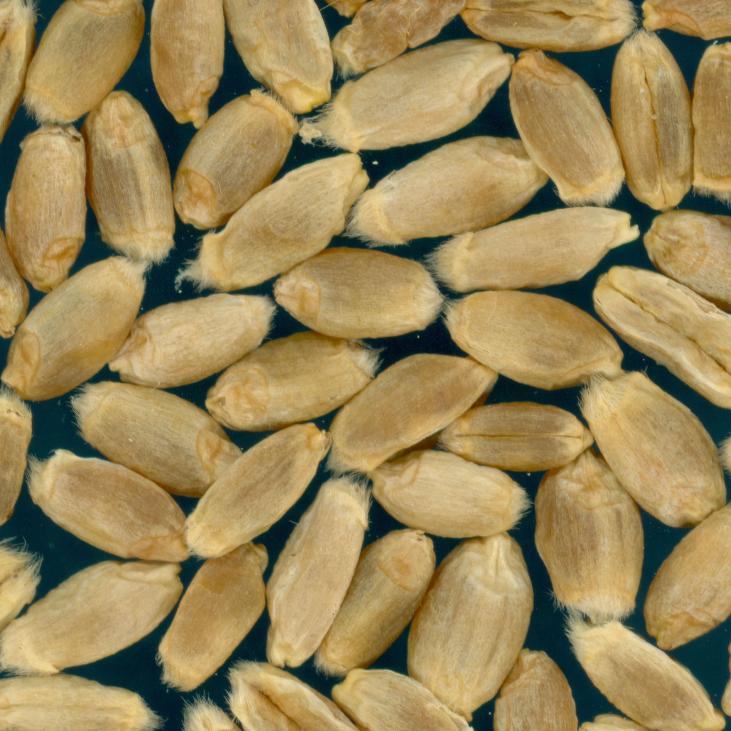 KERNELS
