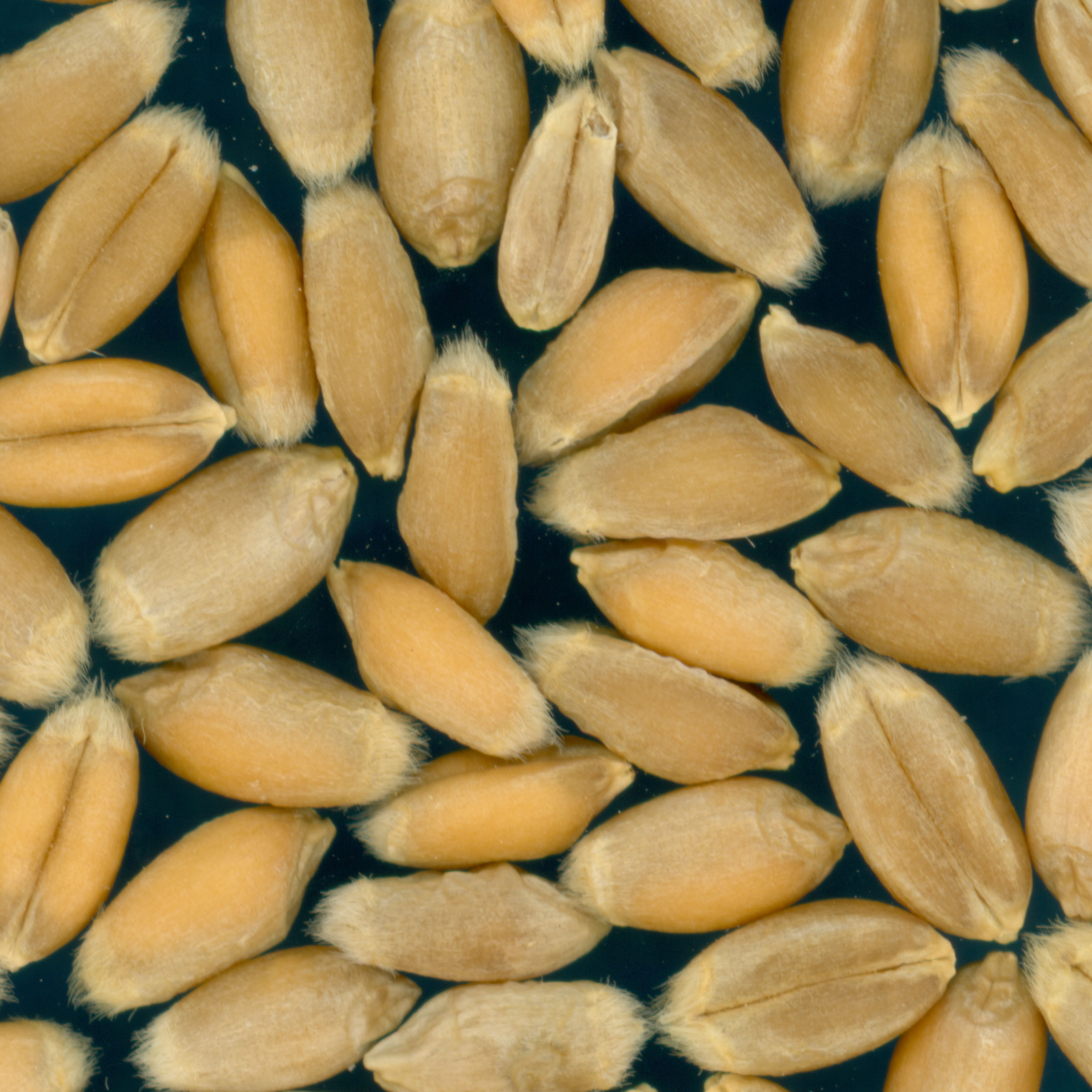 KERNELS