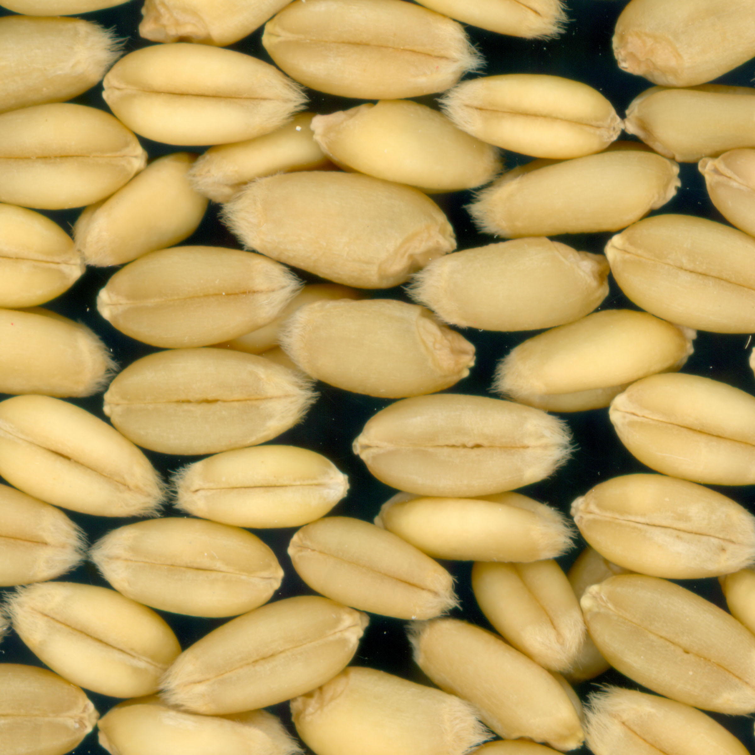 KERNELS