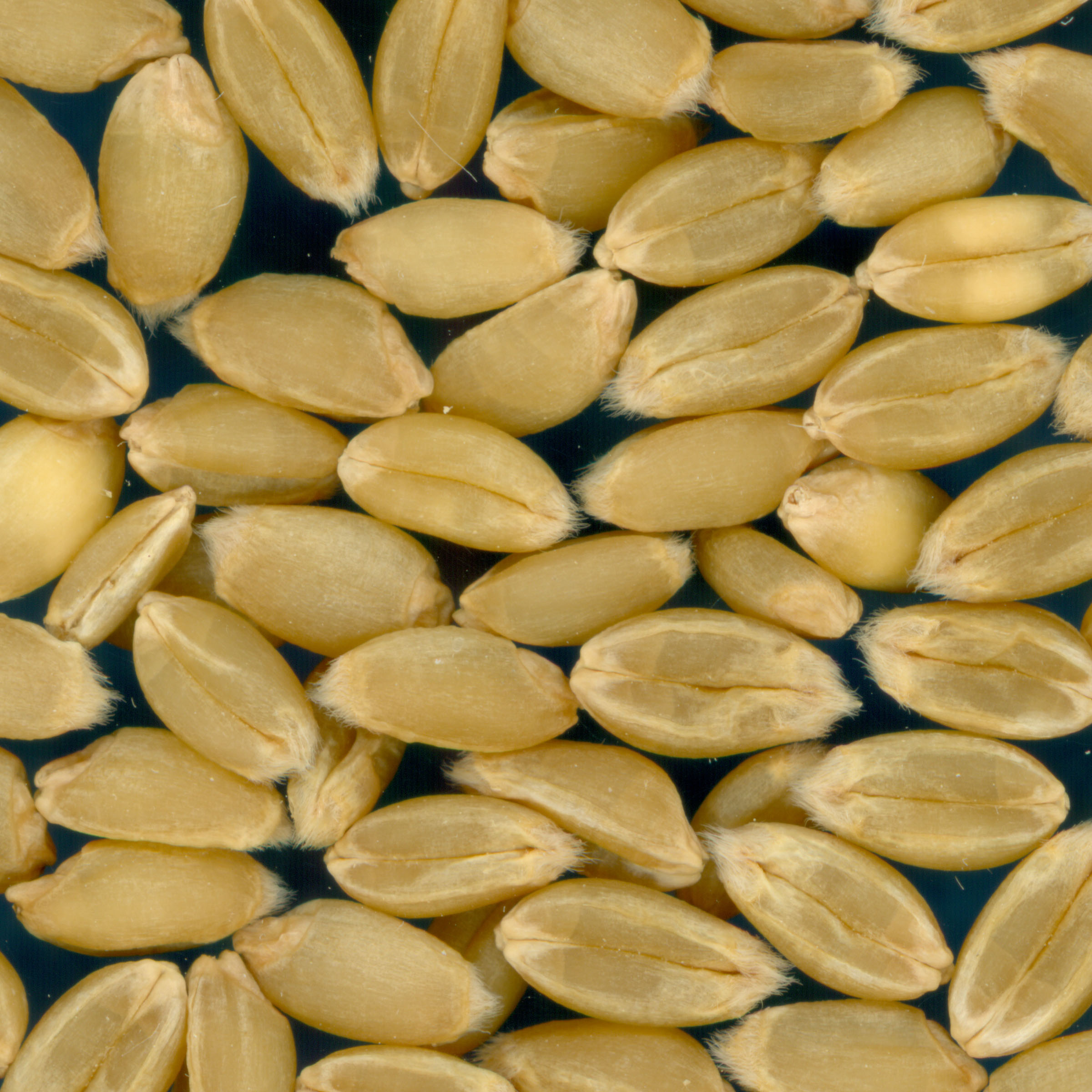 KERNELS