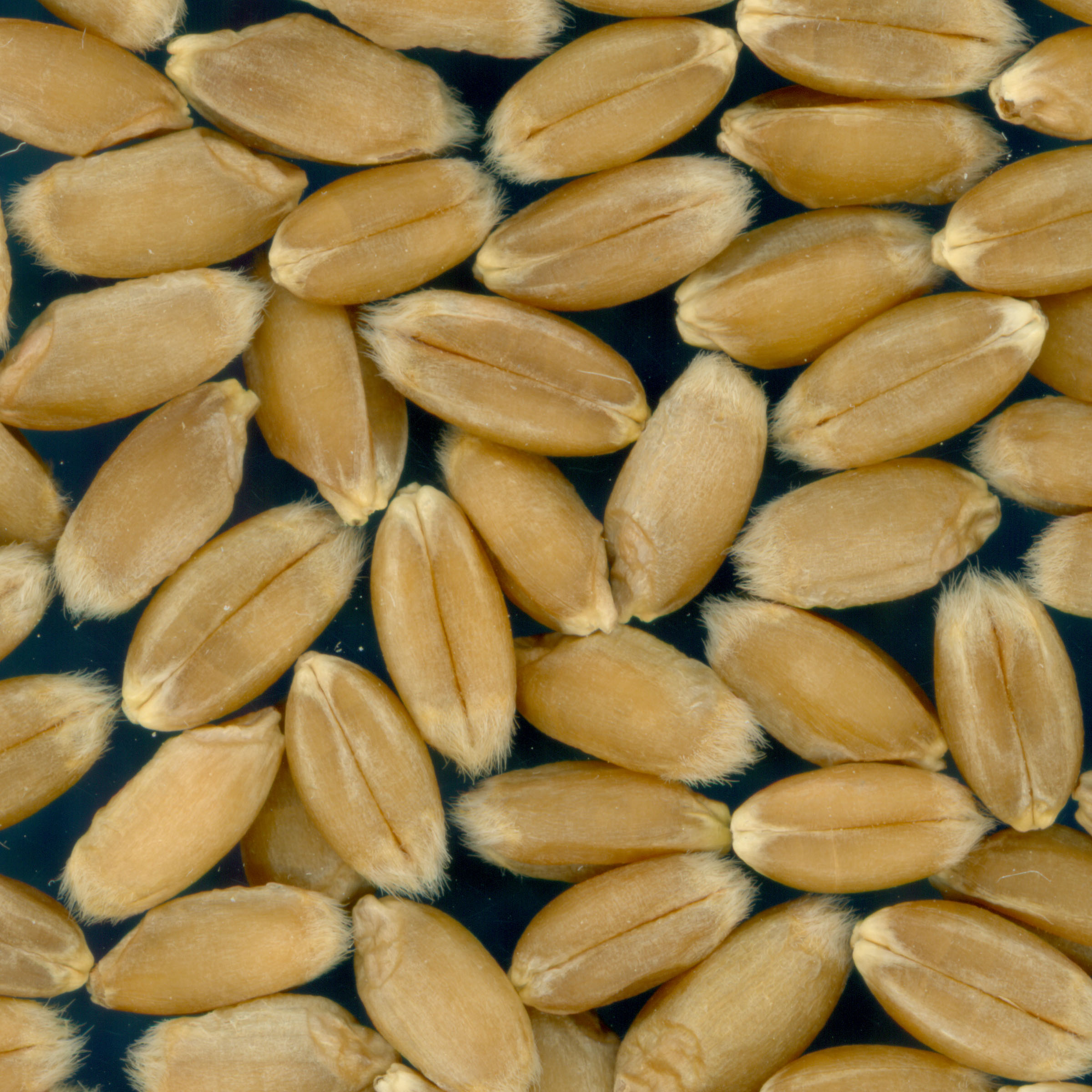 KERNELS