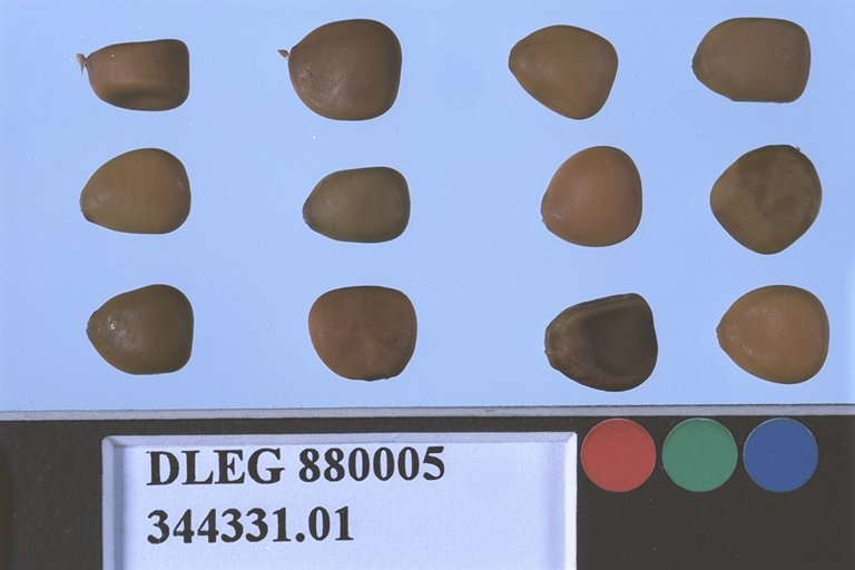 SEED