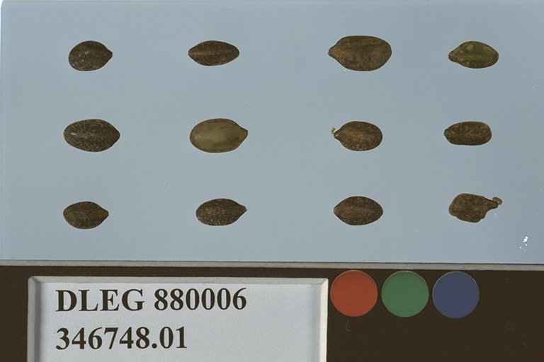 Click for 1 image(s) for this accession. SEED
