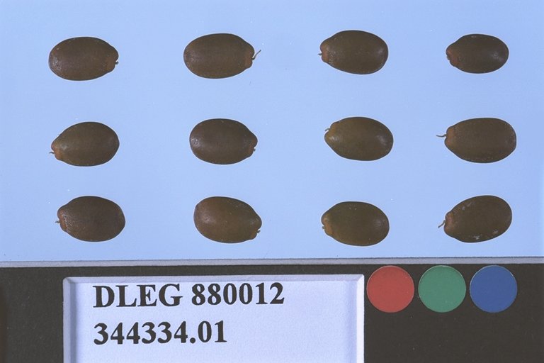 SEED