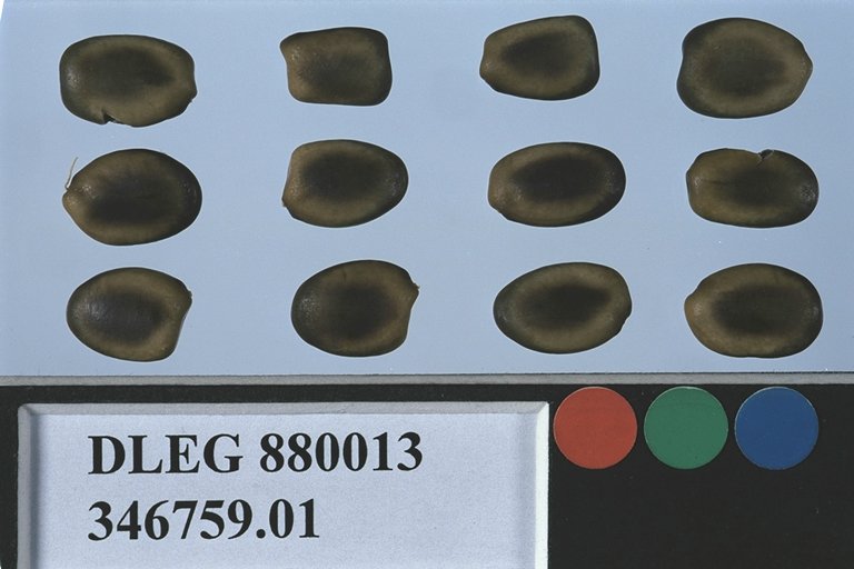 Click for 1 image(s) for this accession. SEED