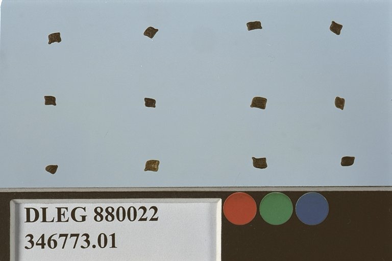 SEED
