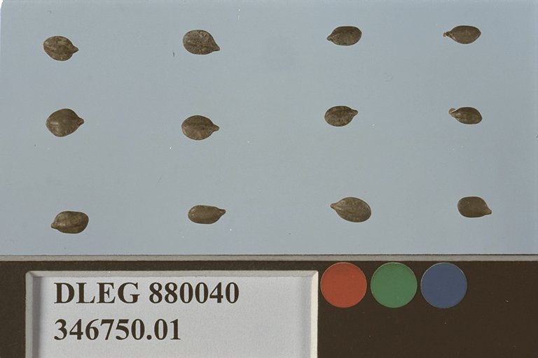 Click for 1 image(s) for this accession. SEED