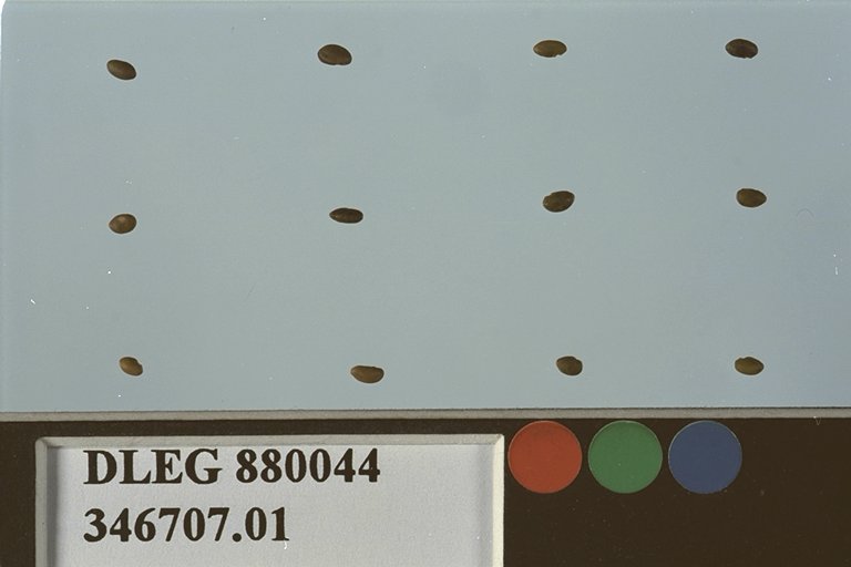 SEED