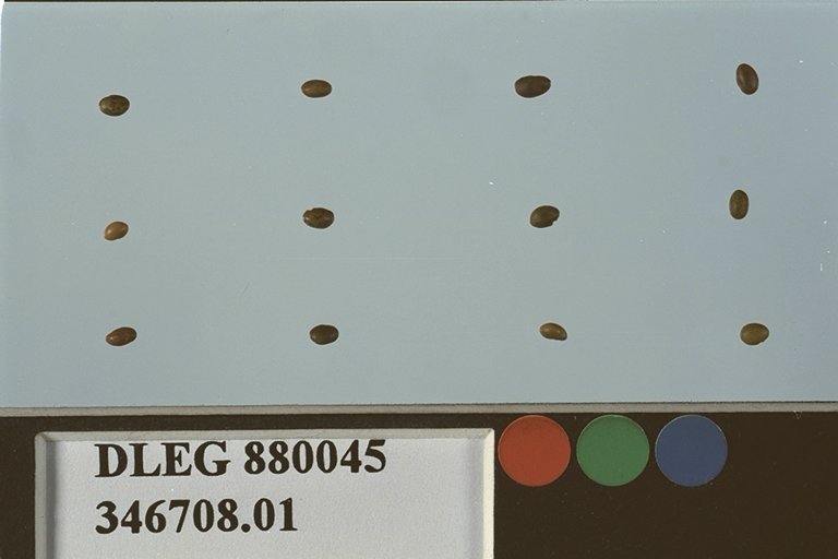 SEED