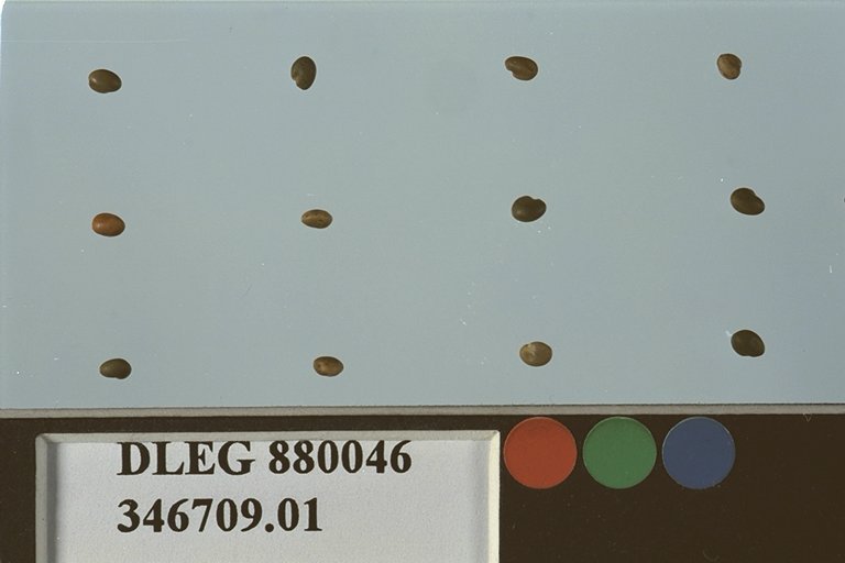 SEED