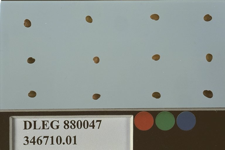 SEED