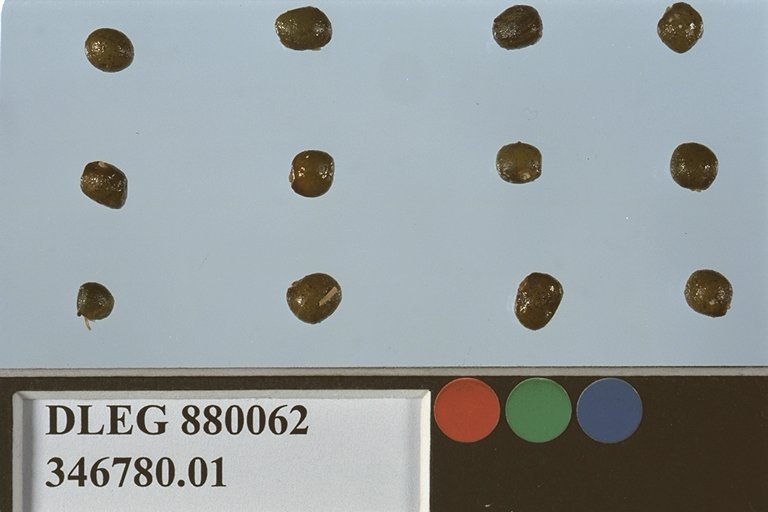 SEED