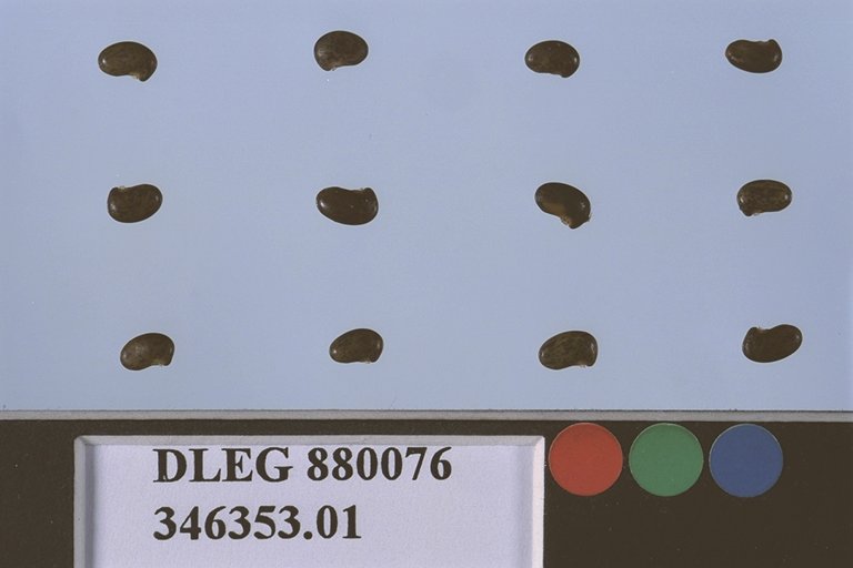 SEED