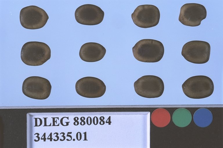 Click for 1 image(s) for this accession. SEED