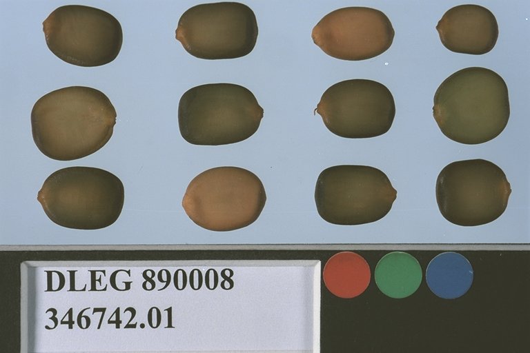SEED