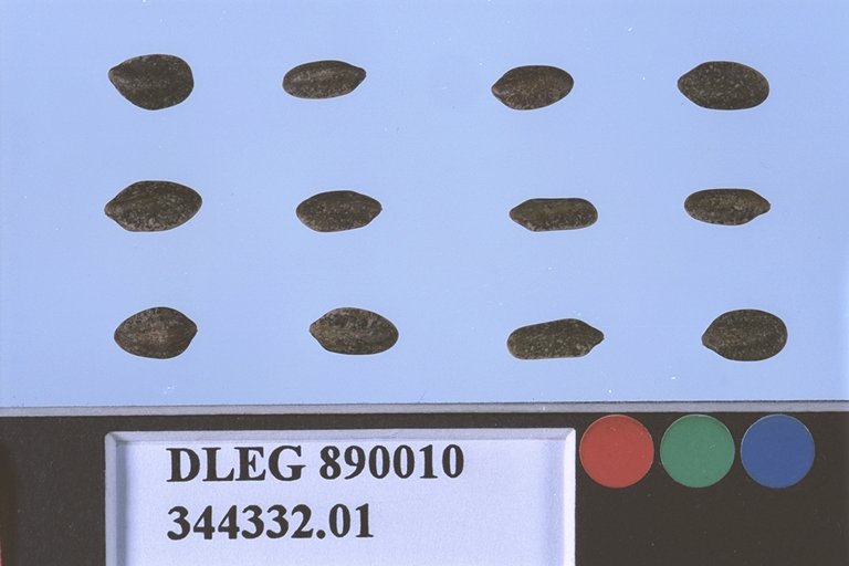 Click for 1 image(s) for this accession. SEED