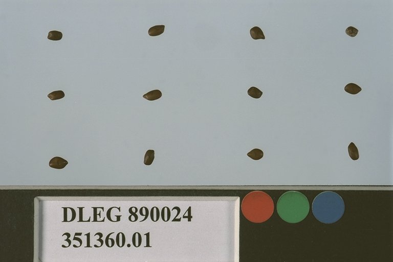 Click for 2 image(s) for this accession. SEED