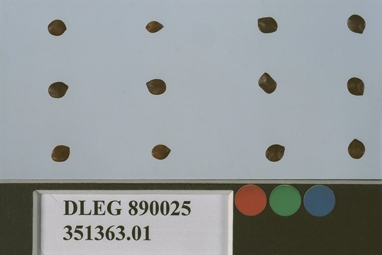 Click for 1 image(s) for this accession. SEED