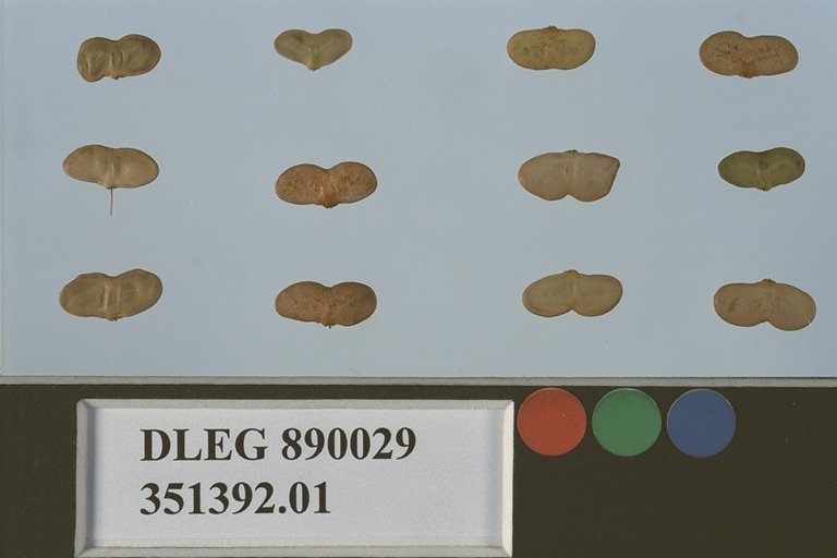 SEED