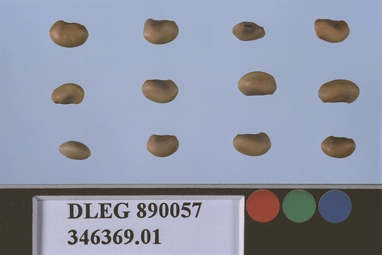Click for 1 image(s) for this accession. SEED