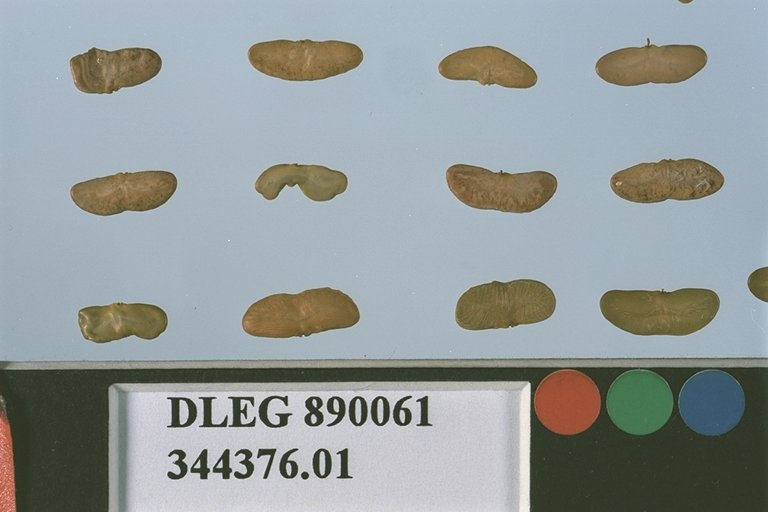 SEED